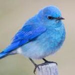 Profile picture of Bluebird